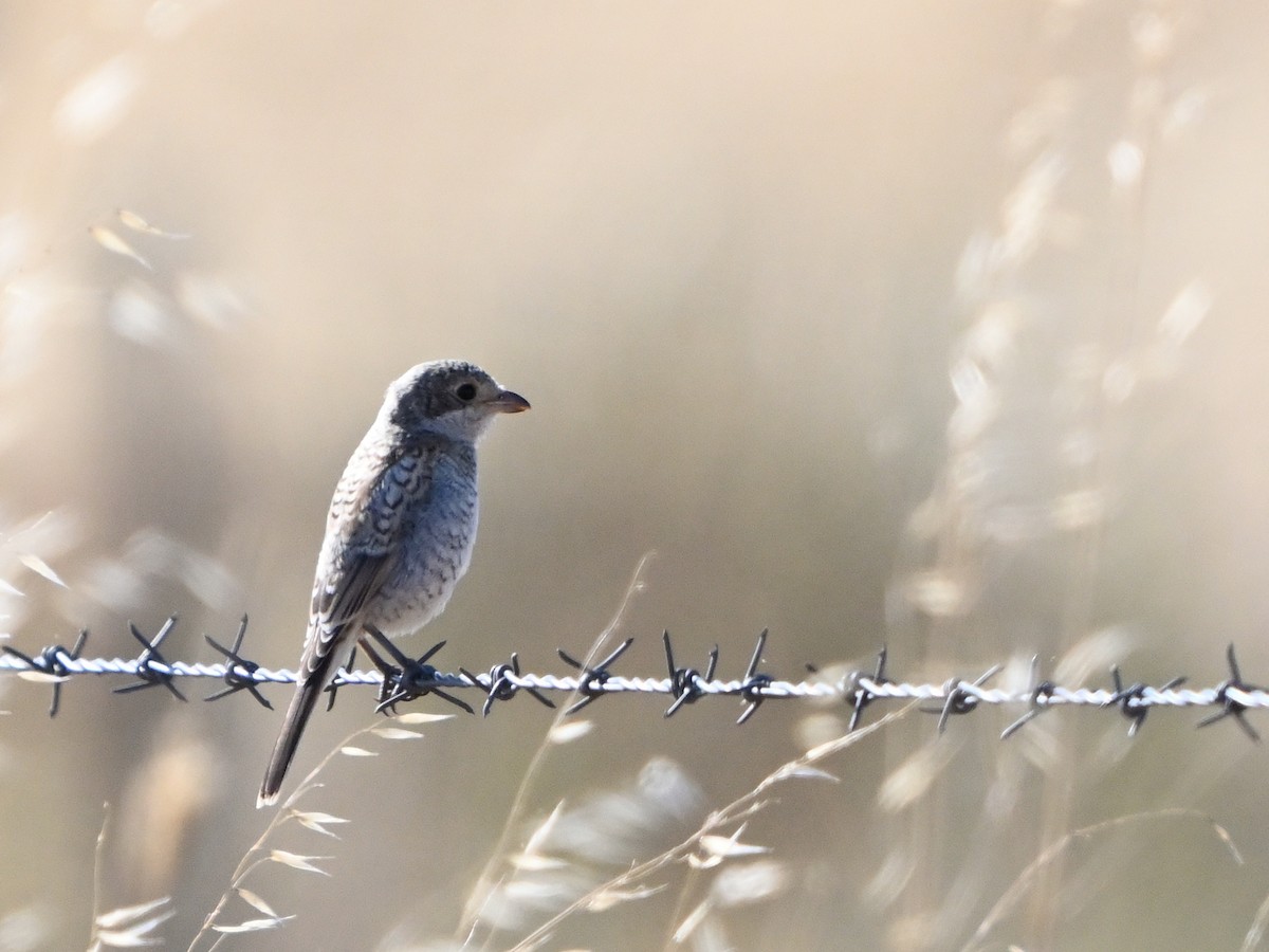 Woodchat Shrike - ML620707925