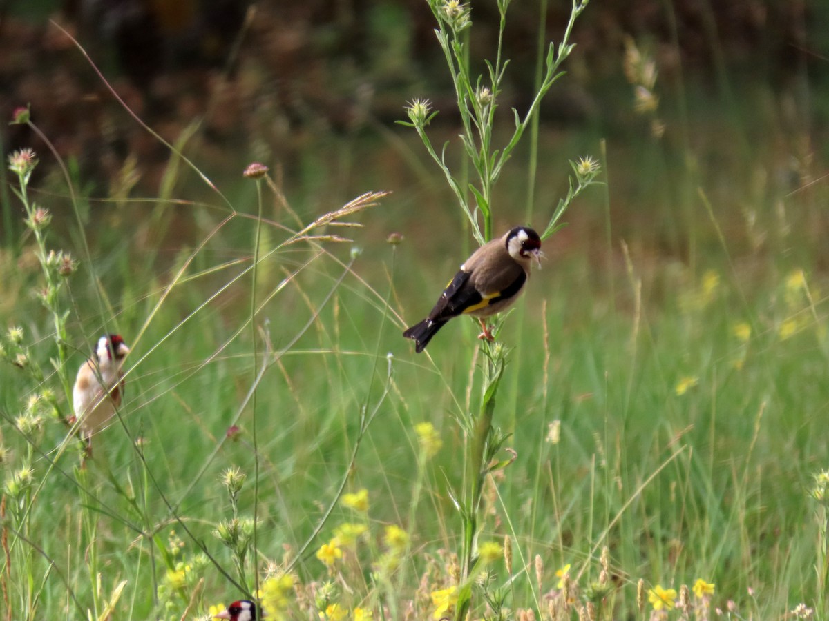 European Goldfinch - ML620707926