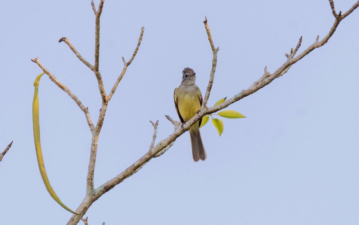 Yellow-bellied Elaenia - ML620707927