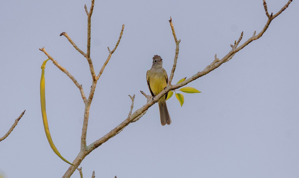 Fiofío Ventriamarillo - ML620707929