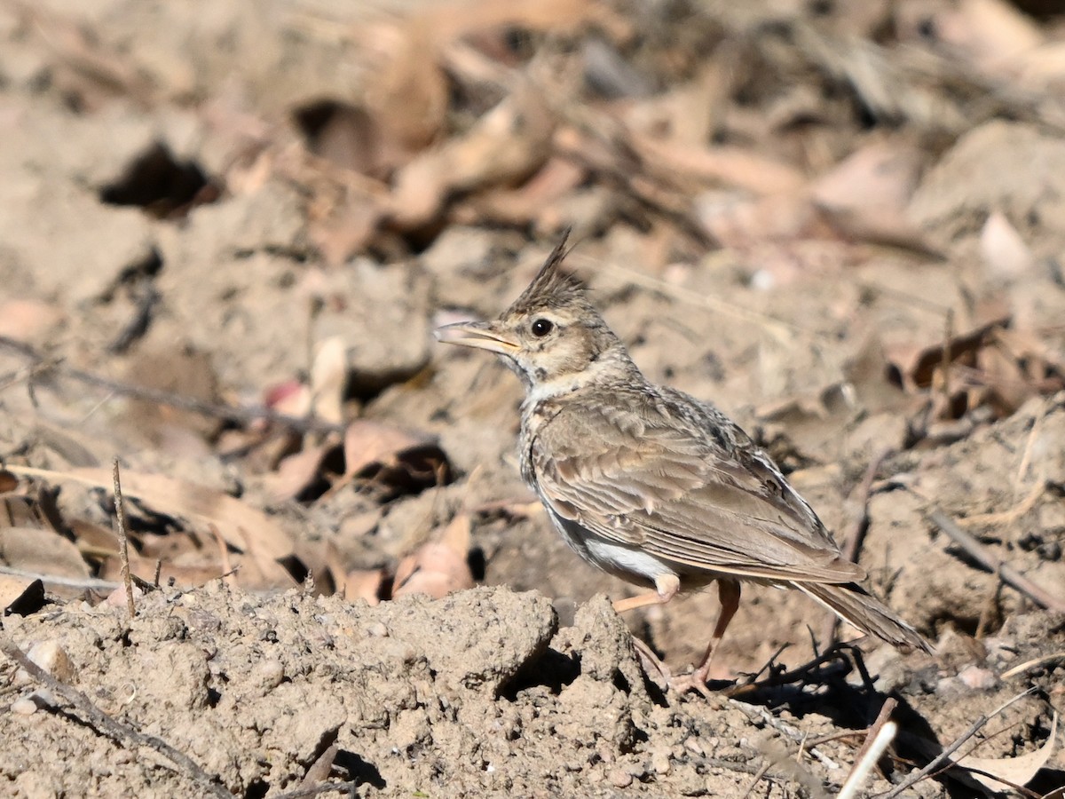 Crested Lark - ML620707930