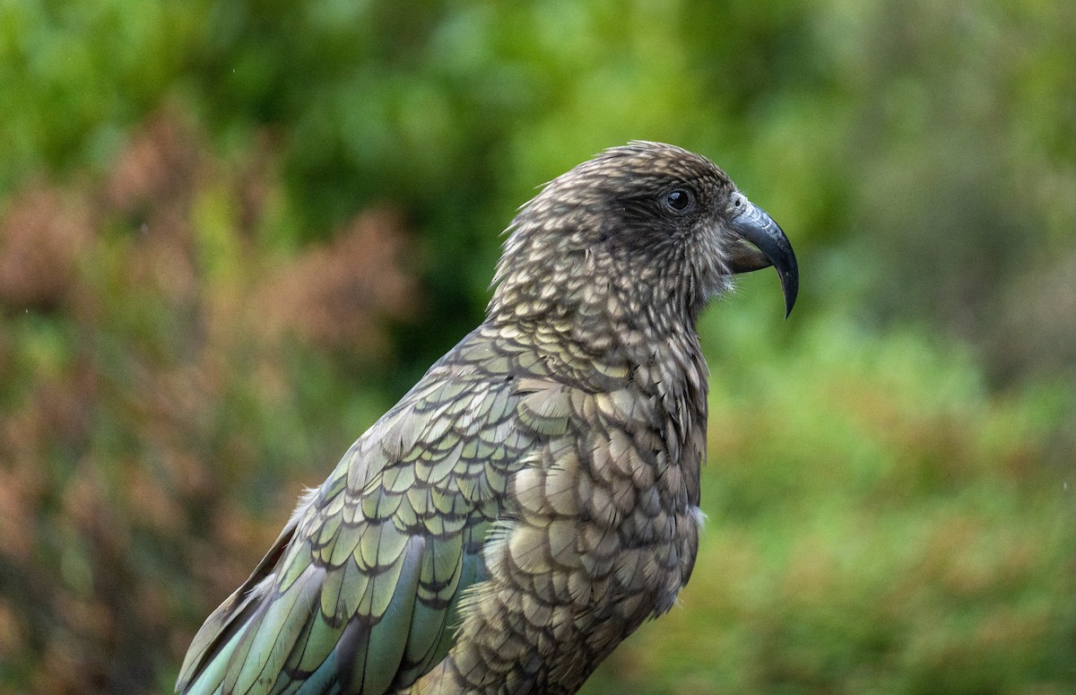 Kea - ML620707932