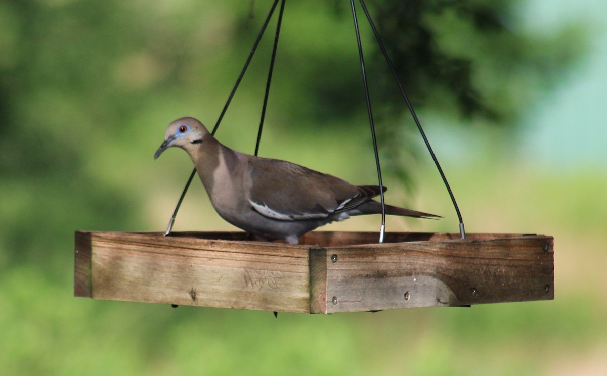 White-winged Dove - ML620707937