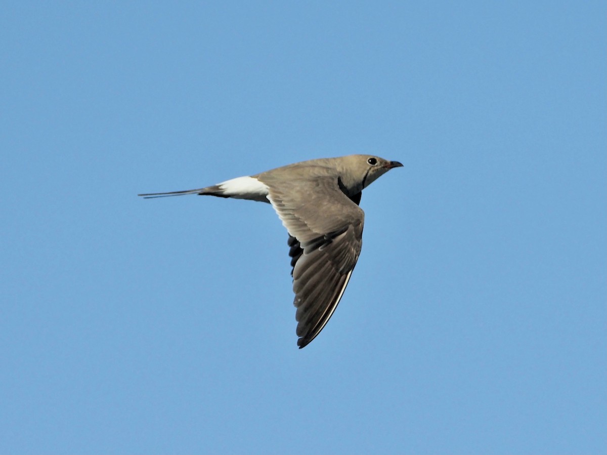 Collared Pratincole - ML620707944