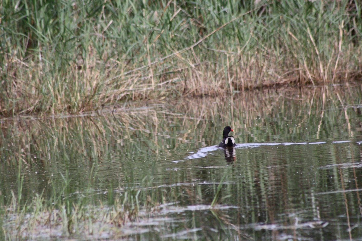 Common Gallinule - ML620707946