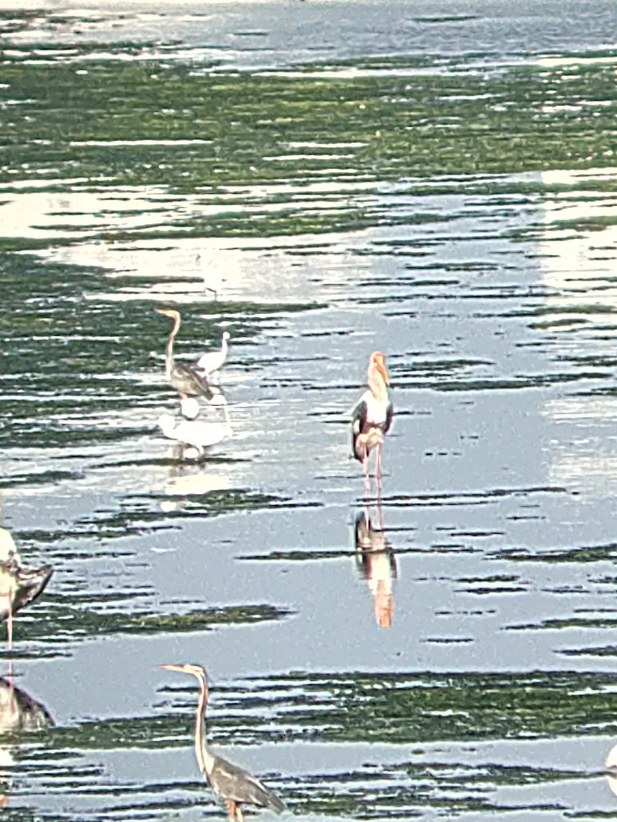 Painted Stork - ML620707948