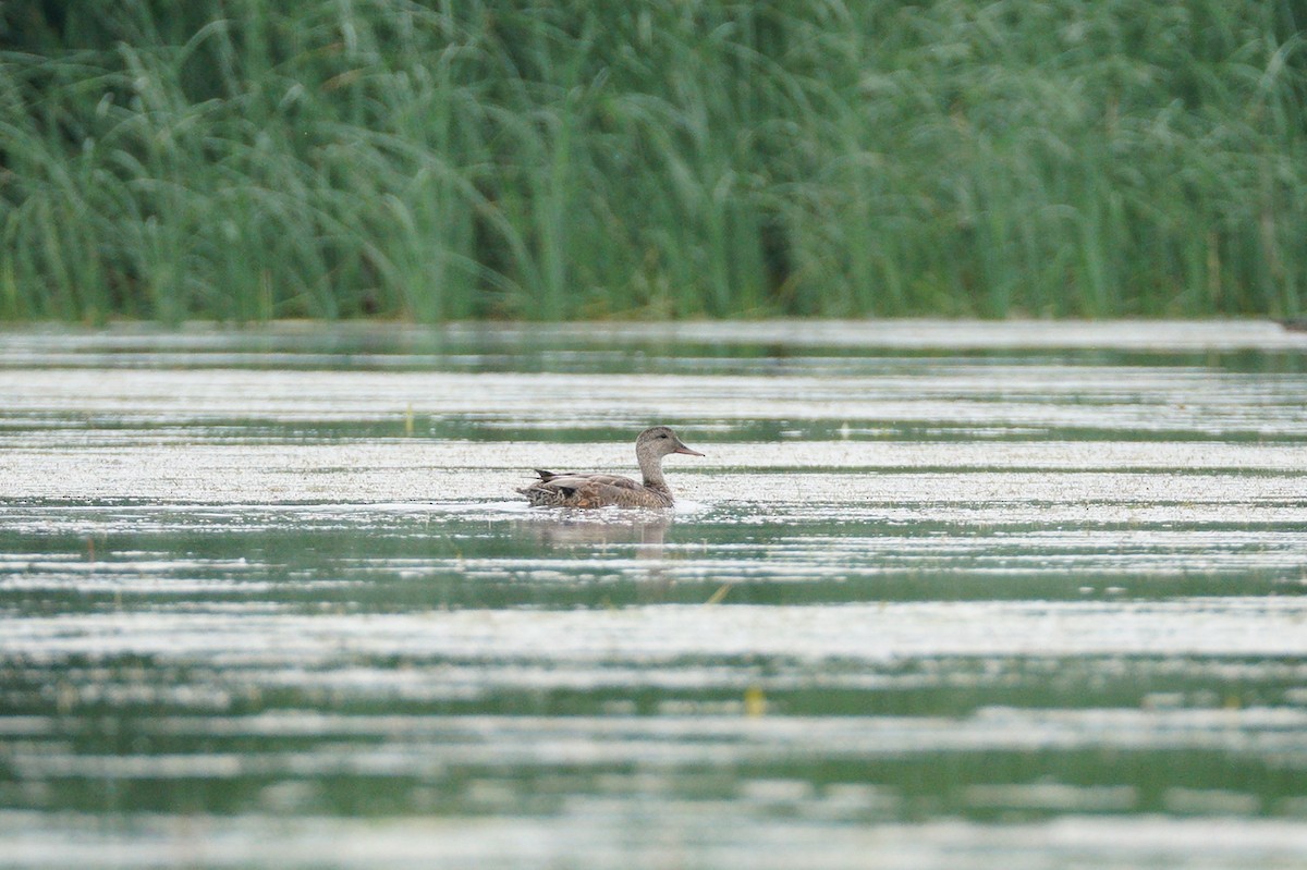 Gadwall - ML620707953