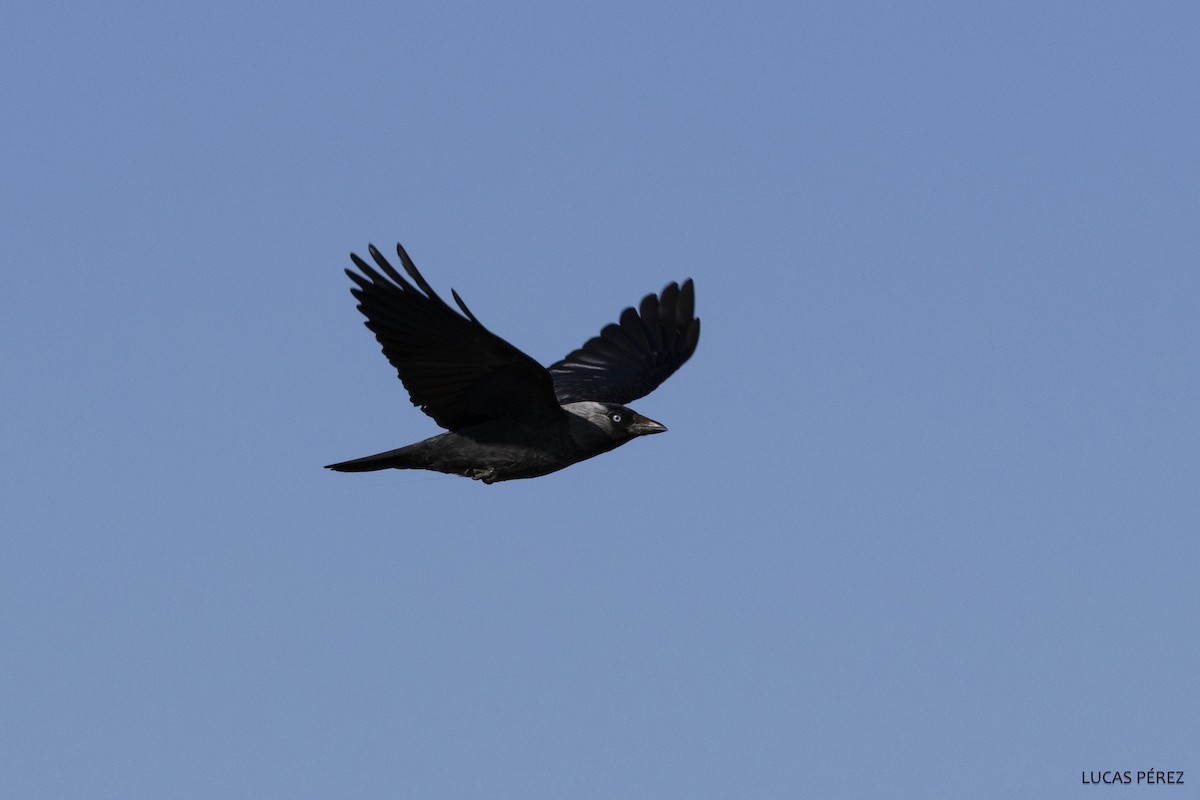 Eurasian Jackdaw - ML620707957