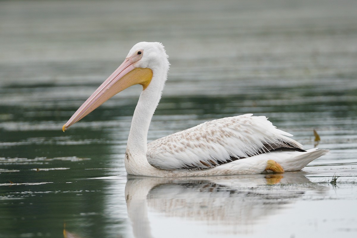 American White Pelican - ML620707960