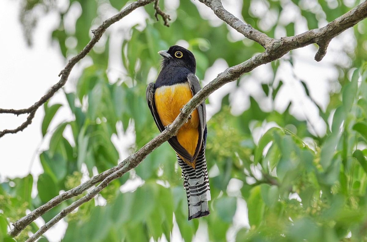 Gartered Violaceous Trogon - Rolando Tomas Pasos Pérez