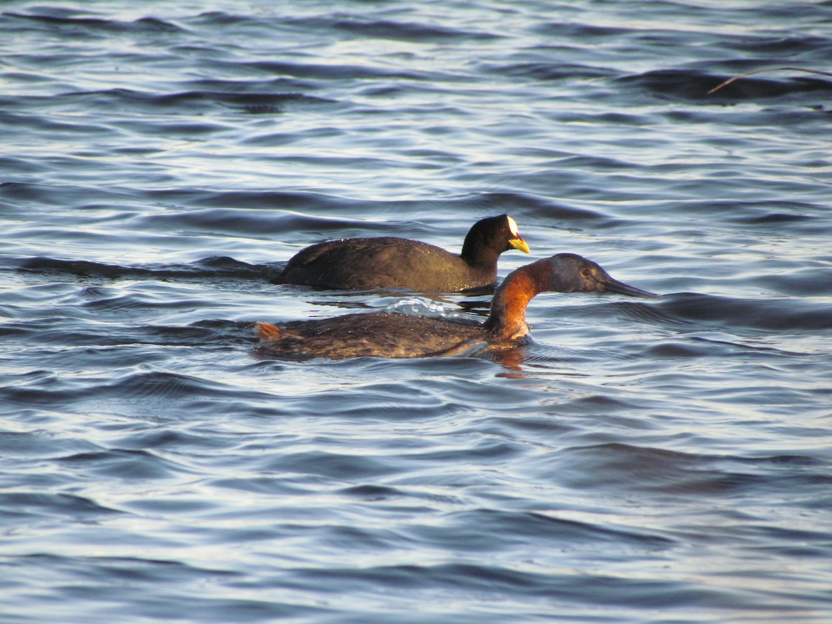 Red-gartered Coot - ML620707968