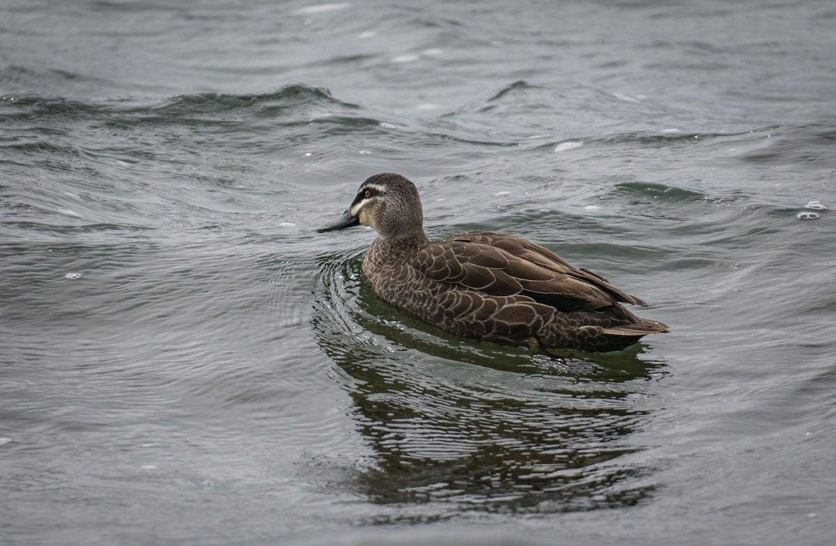 Pacific Black Duck - ML620707969