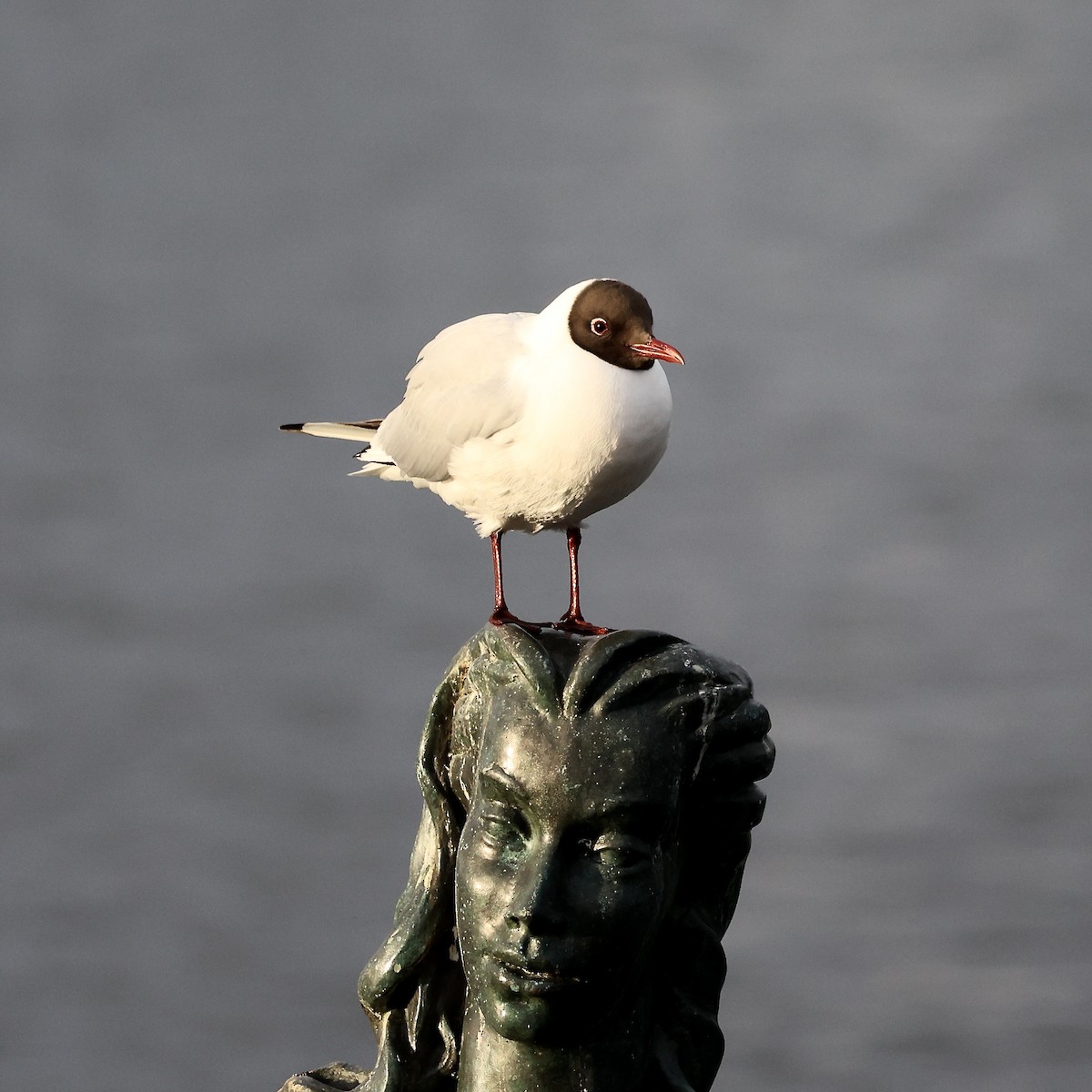 Black-headed Gull - ML620707971