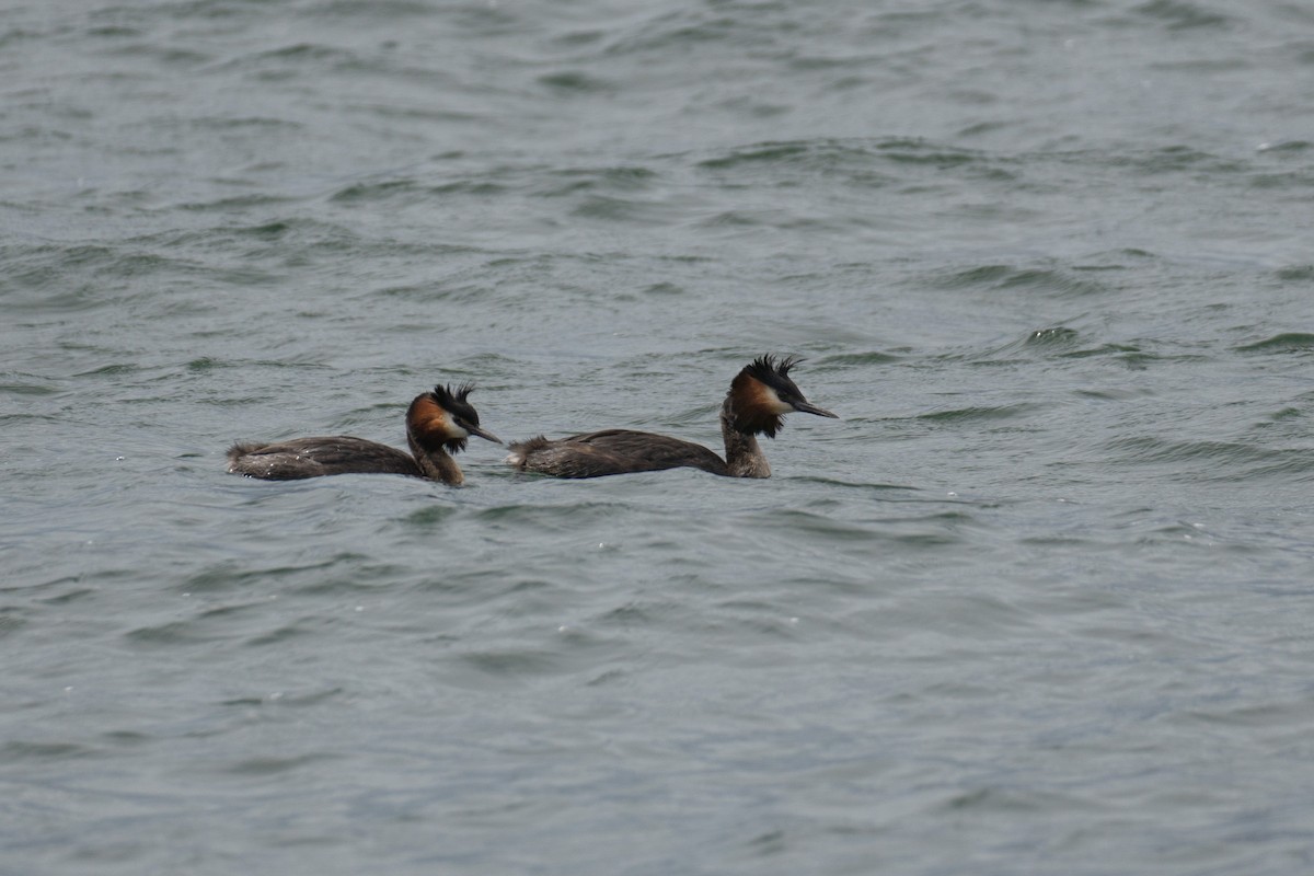 Great Crested Grebe - ML620707975