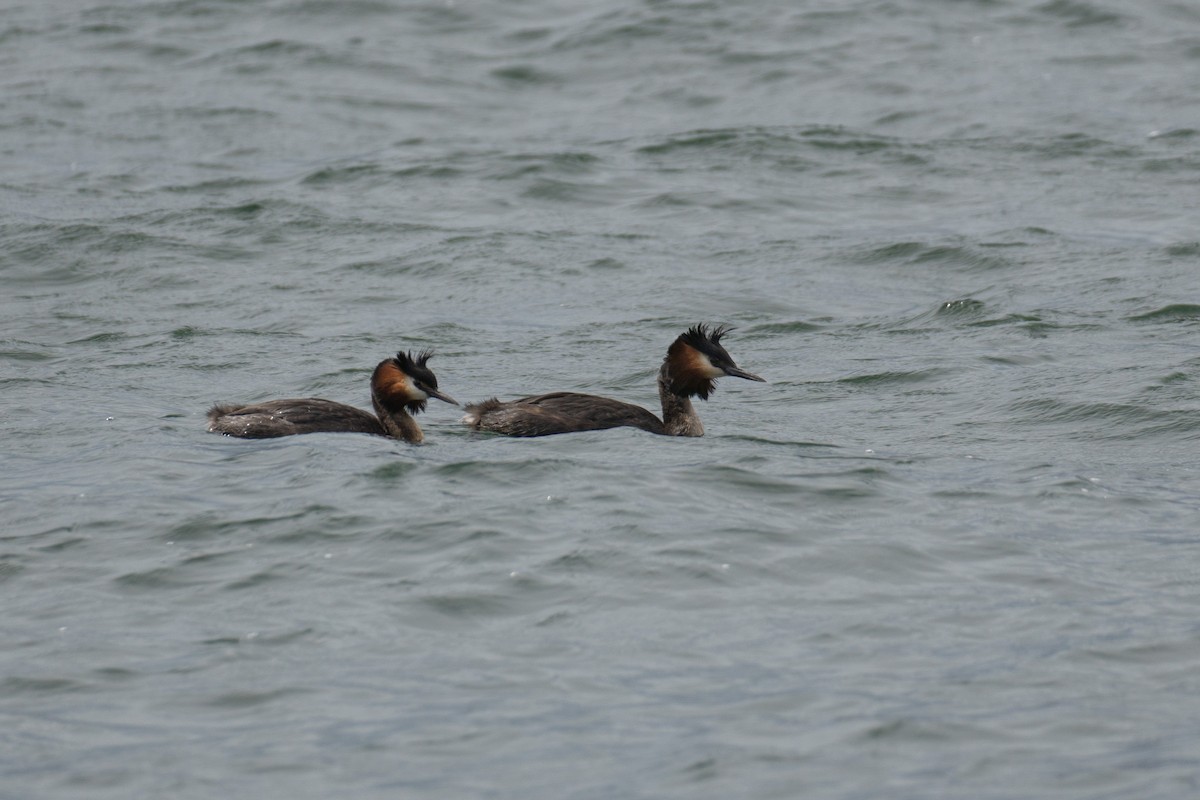 Great Crested Grebe - ML620707975