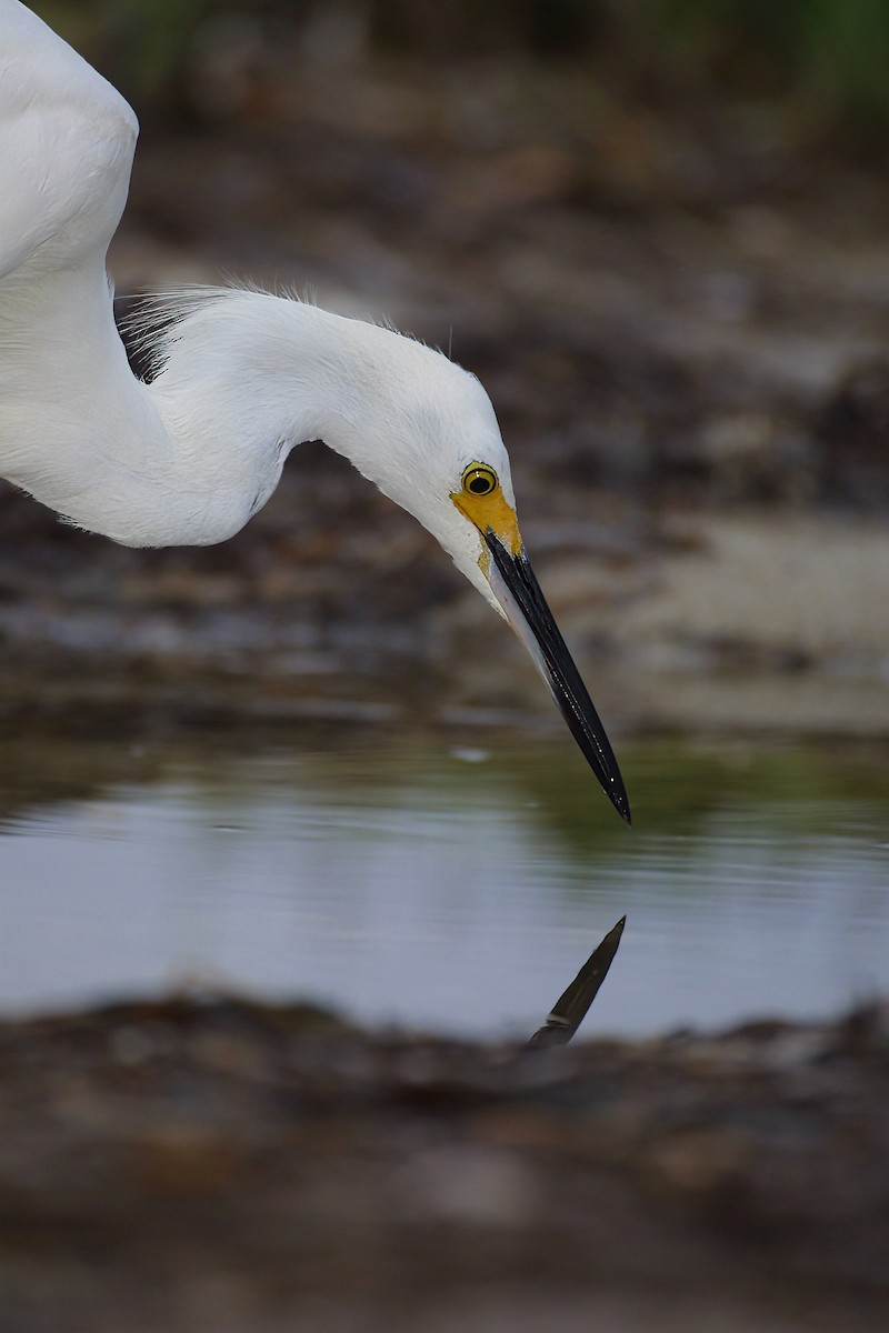 Snowy Egret - ML620707976