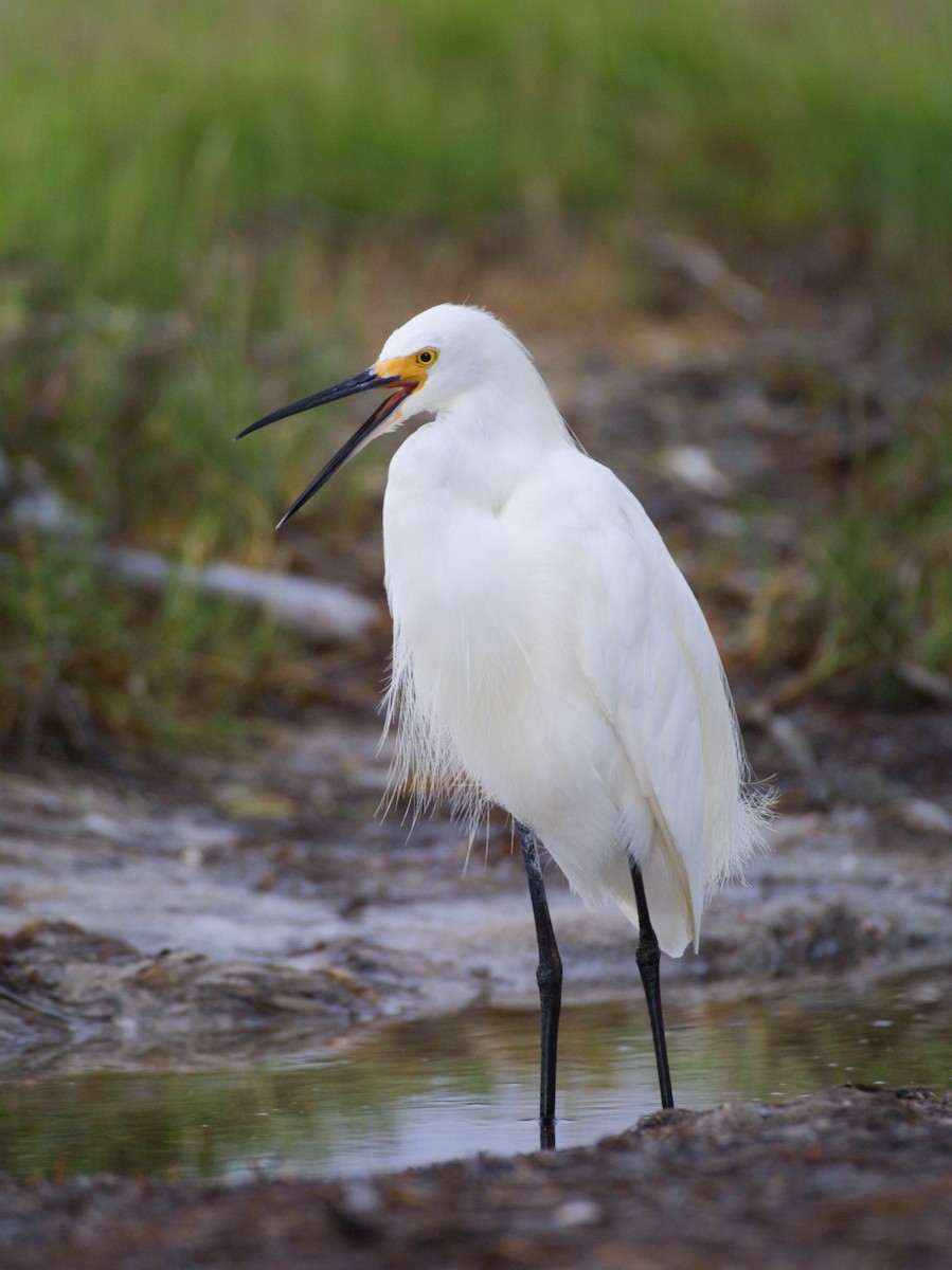 Snowy Egret - ML620707977