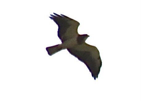 Swainson's Hawk - ML620707981