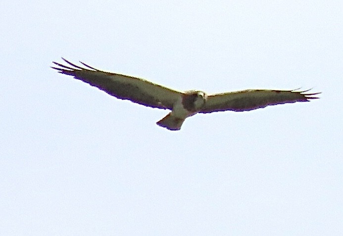 Swainson's Hawk - ML620707982