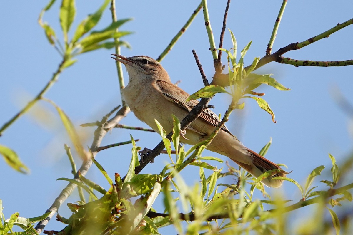 Rufous-tailed Scrub-Robin - ML620707983