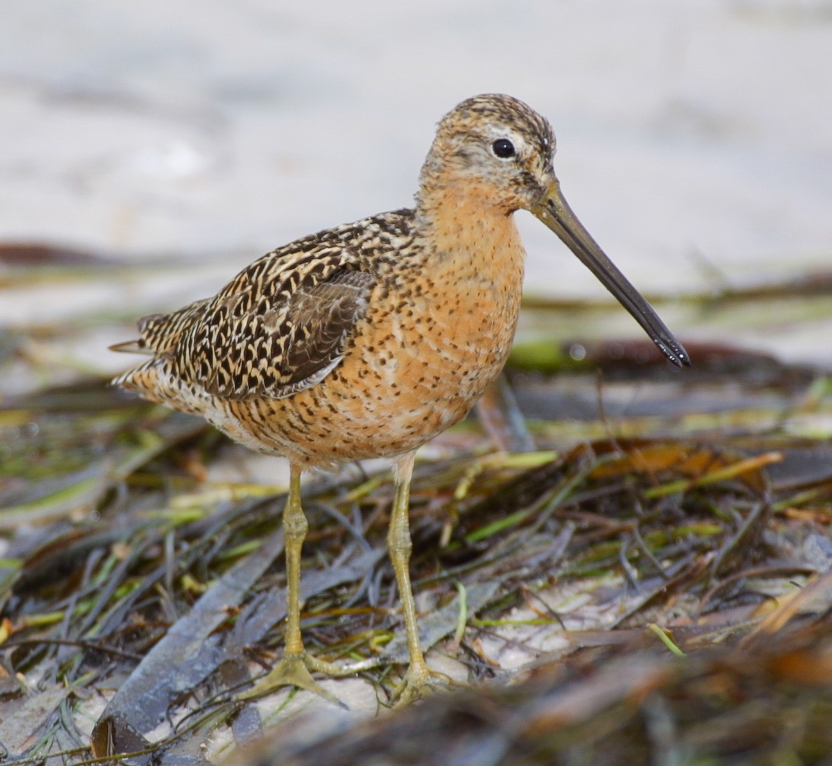 Short-billed Dowitcher - ML620707984