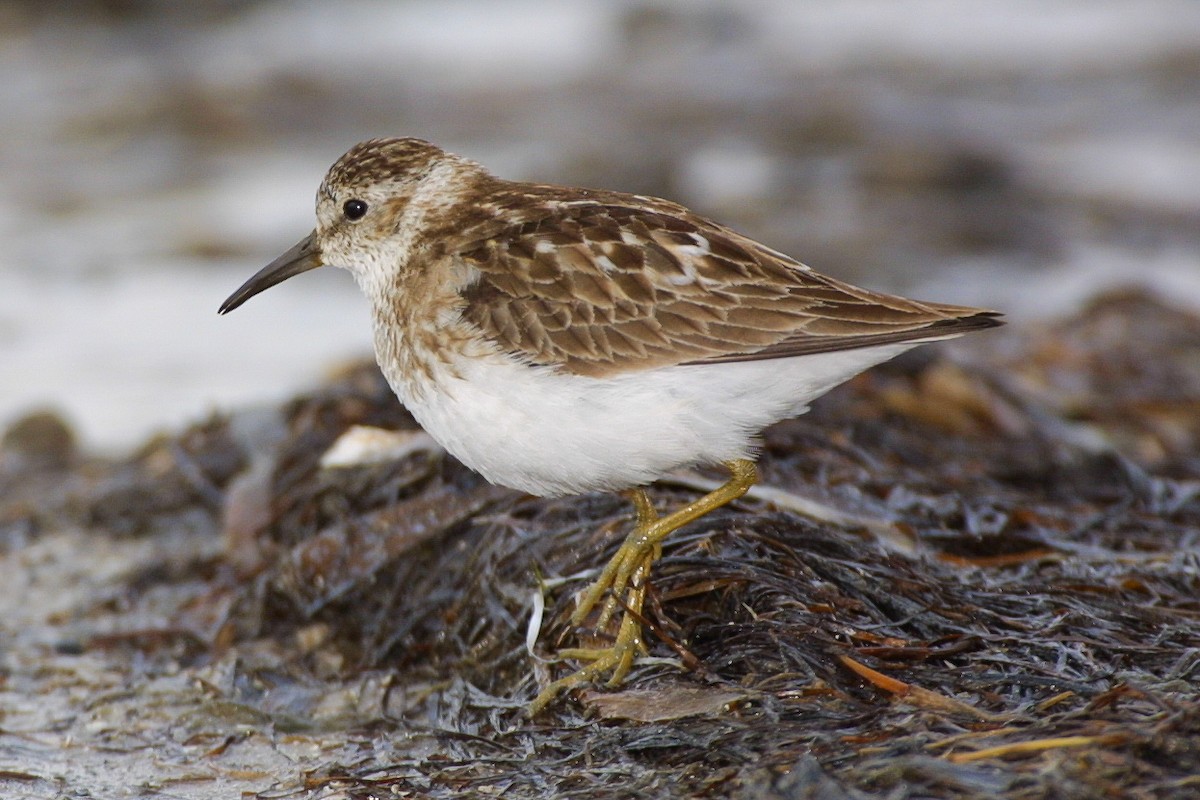 Least Sandpiper - ML620707986