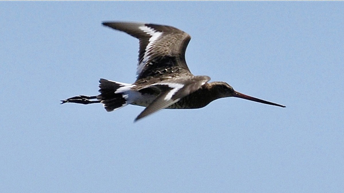 Black-tailed Godwit - ML620707990