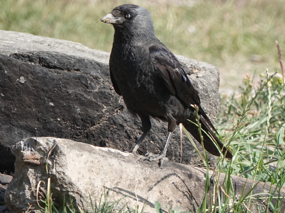 House Crow - ML620707991