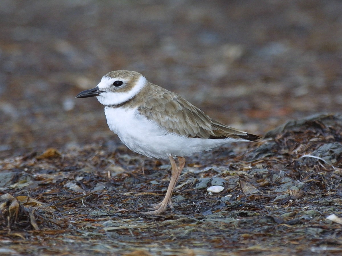 Wilson's Plover - ML620707992