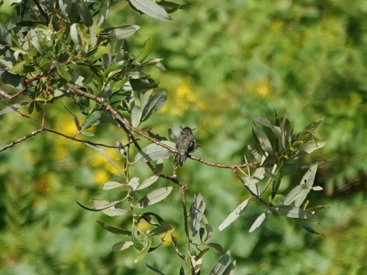 Anna's Hummingbird - ML620707993