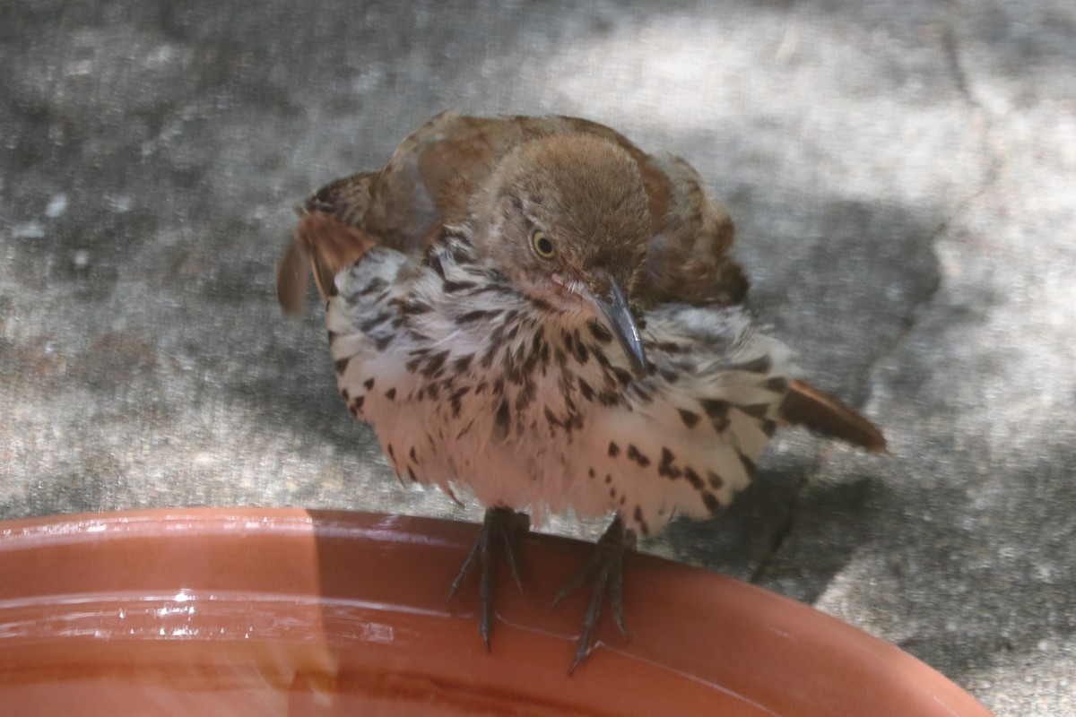 Brown Thrasher - Anonymous