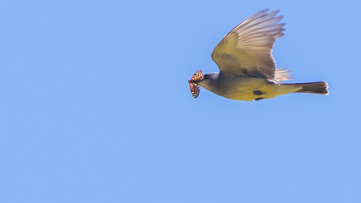 Cassin's Kingbird - ML620707998