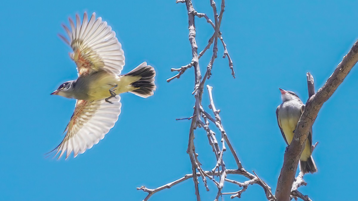 Cassin's Kingbird - ML620707999