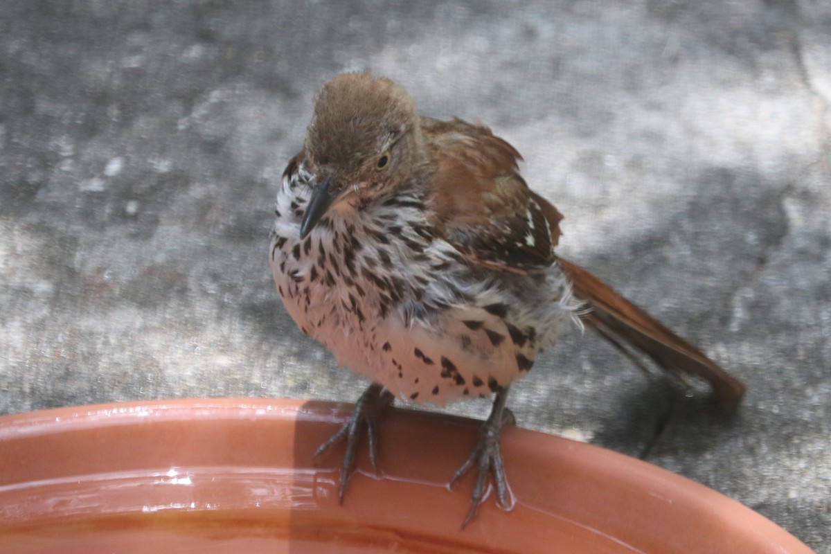 Brown Thrasher - ML620708000