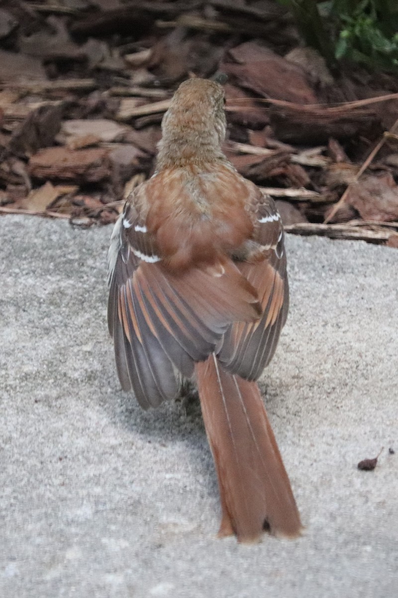 Brown Thrasher - ML620708002