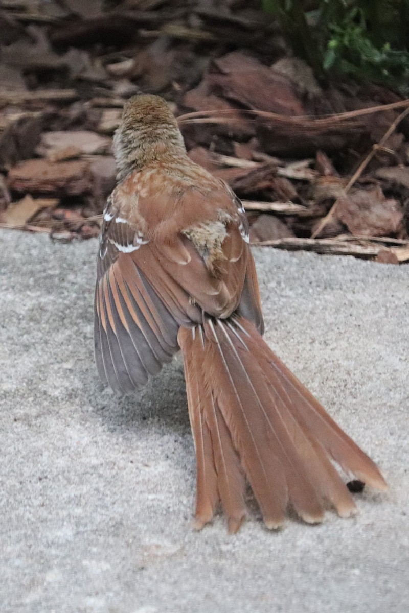 Brown Thrasher - ML620708003