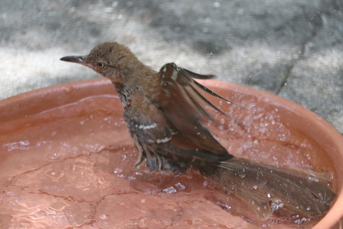 Brown Thrasher - ML620708009