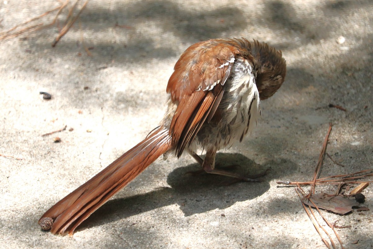 Brown Thrasher - ML620708016