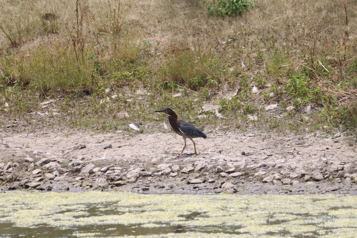 Green Heron - ML620708027