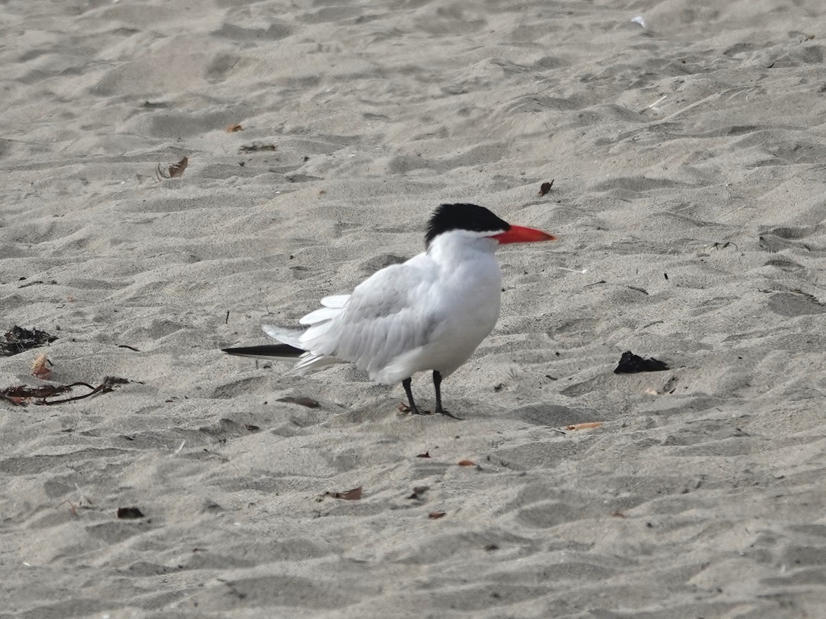 Caspian Tern - ML620708028