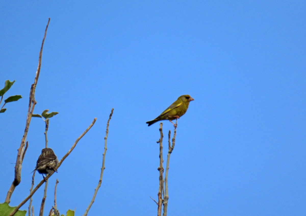 European Greenfinch - ML620708030