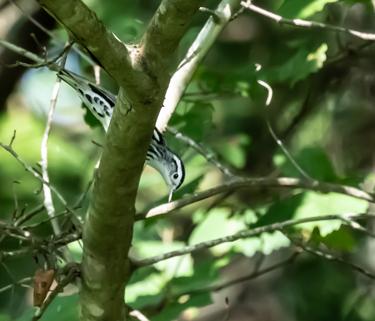 Black-and-white Warbler - ML620708032