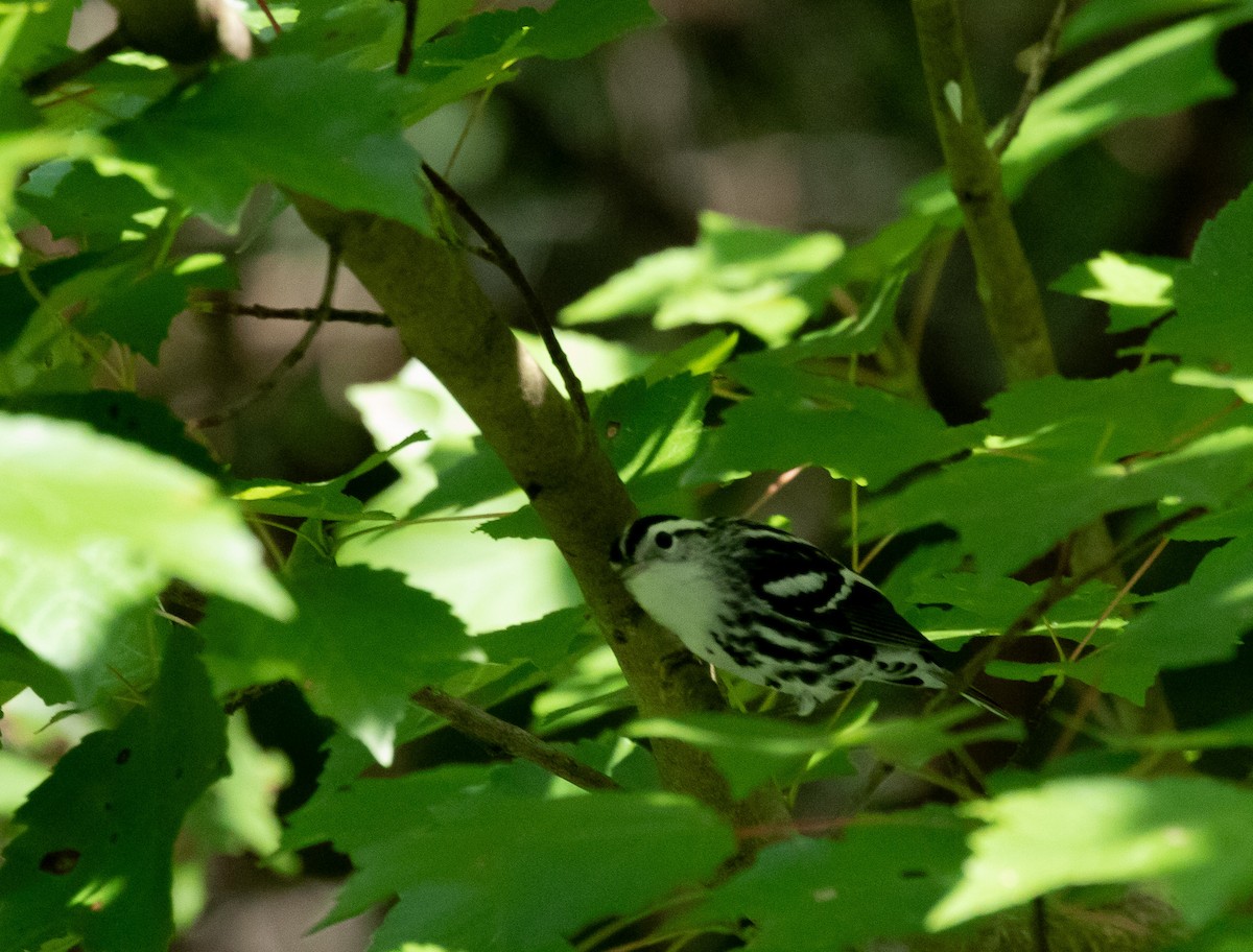 Black-and-white Warbler - ML620708034