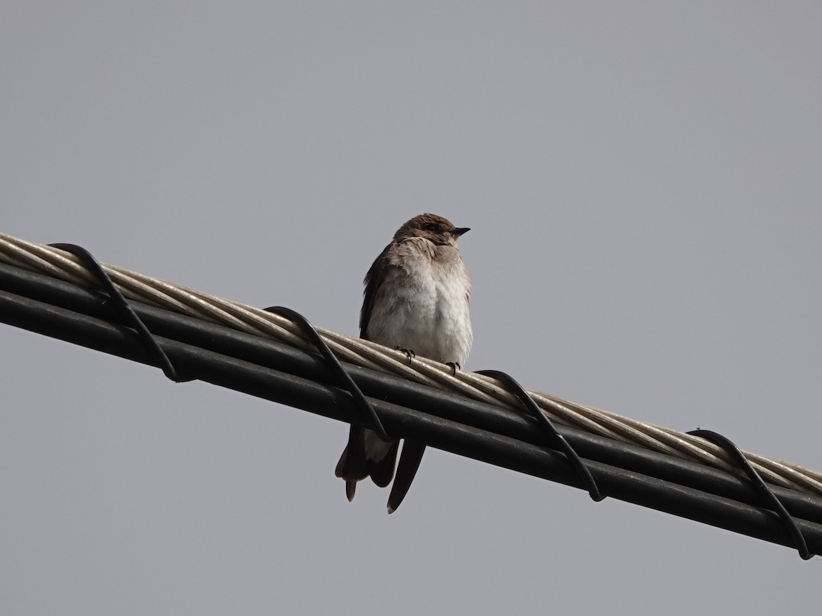 Northern Rough-winged Swallow - ML620708035