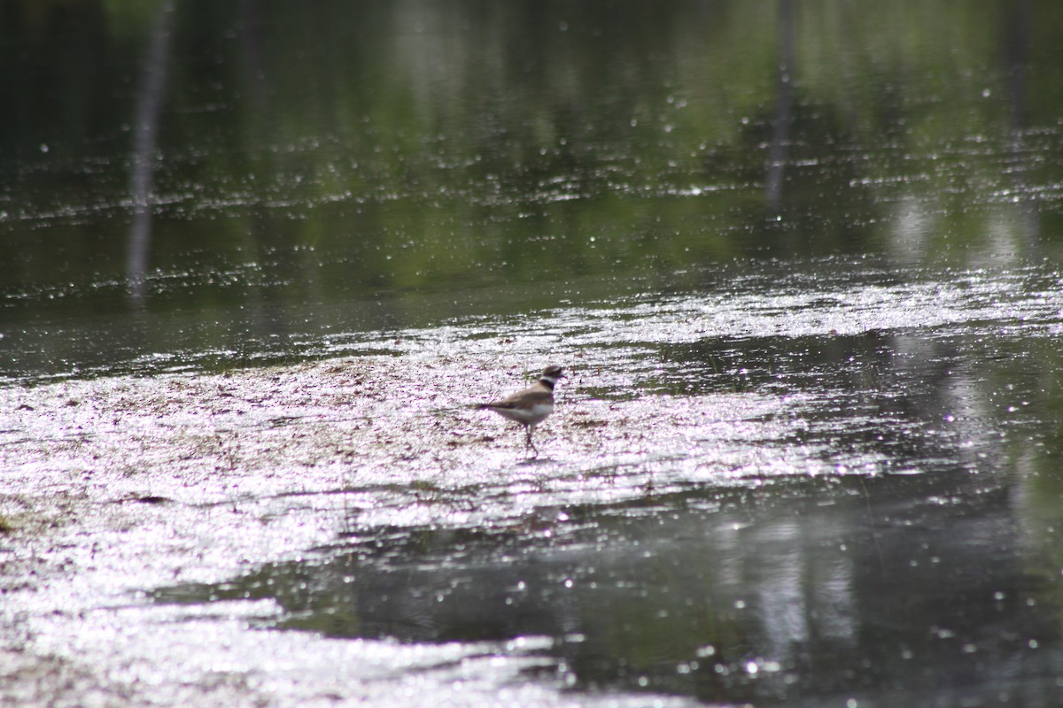 Killdeer - ML620708038