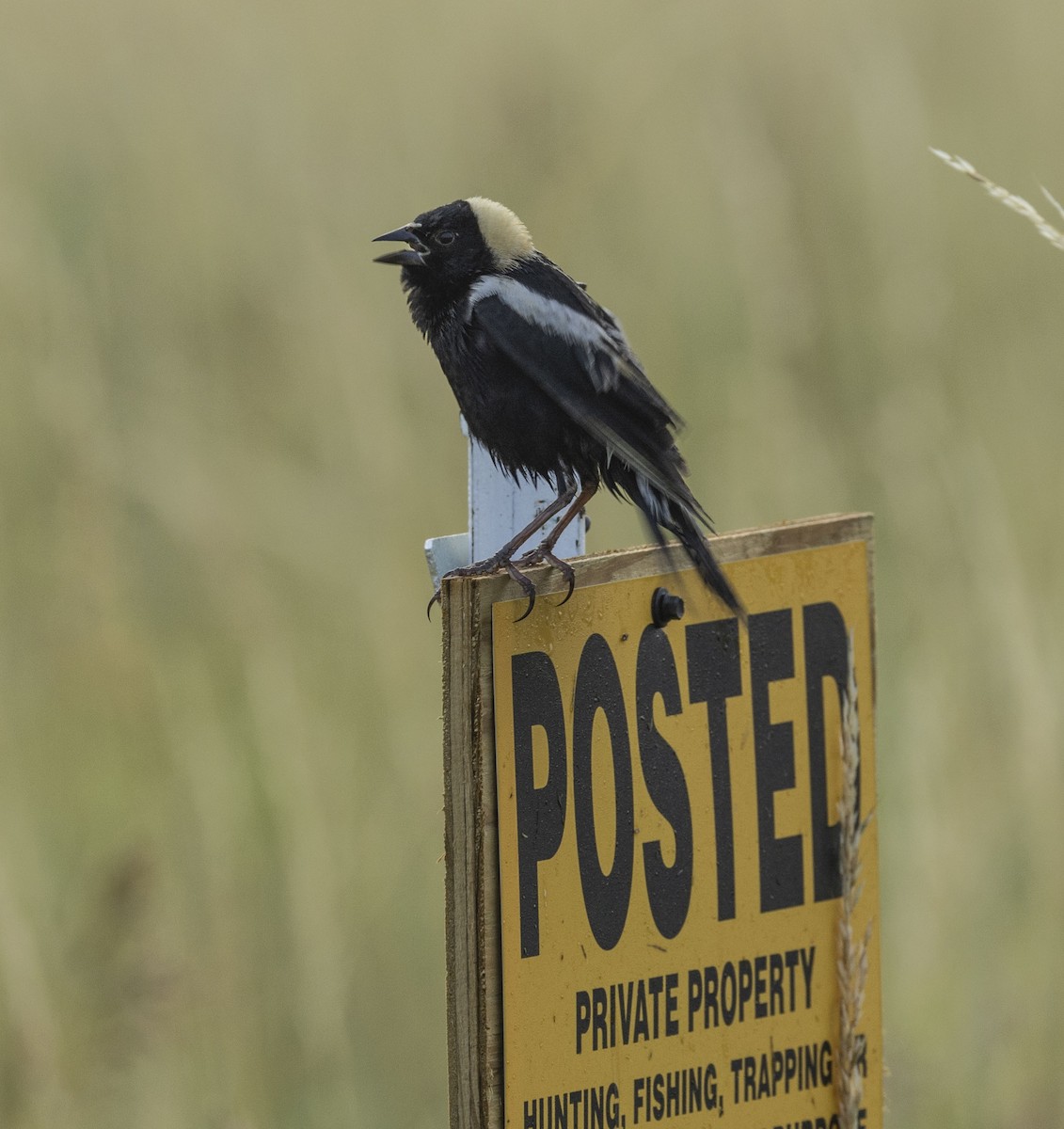 Bobolink - ML620708041