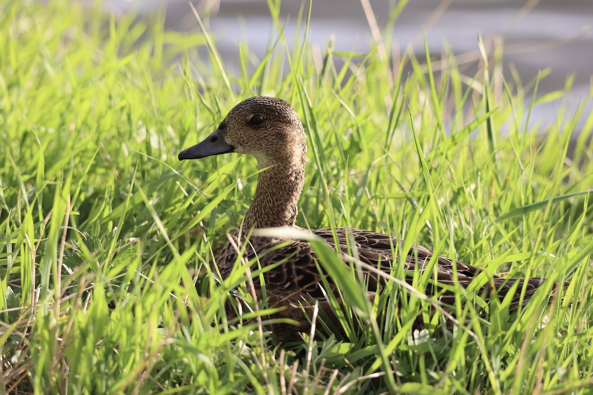 Eurasian Wigeon - ML620708044