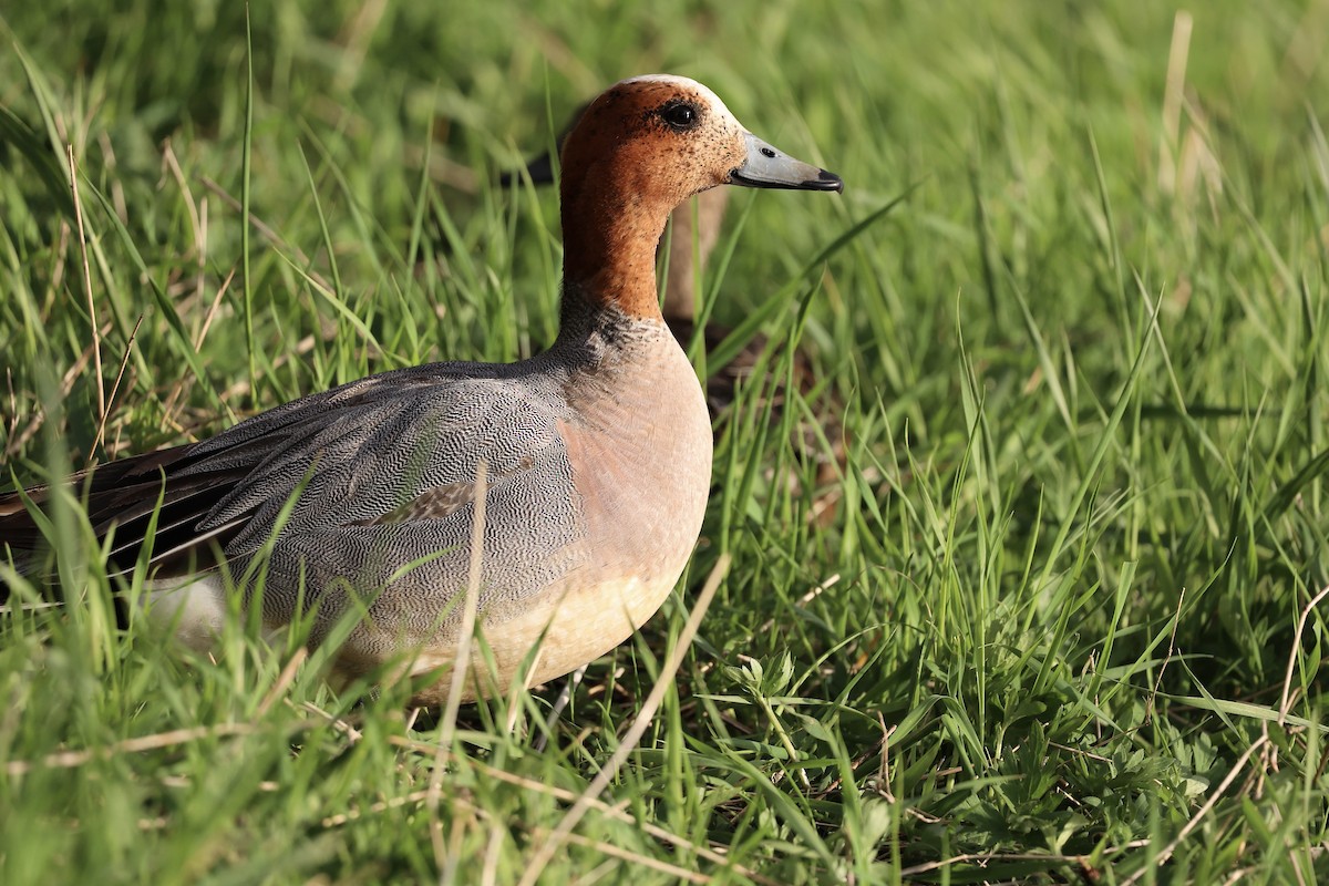 Eurasian Wigeon - ML620708045