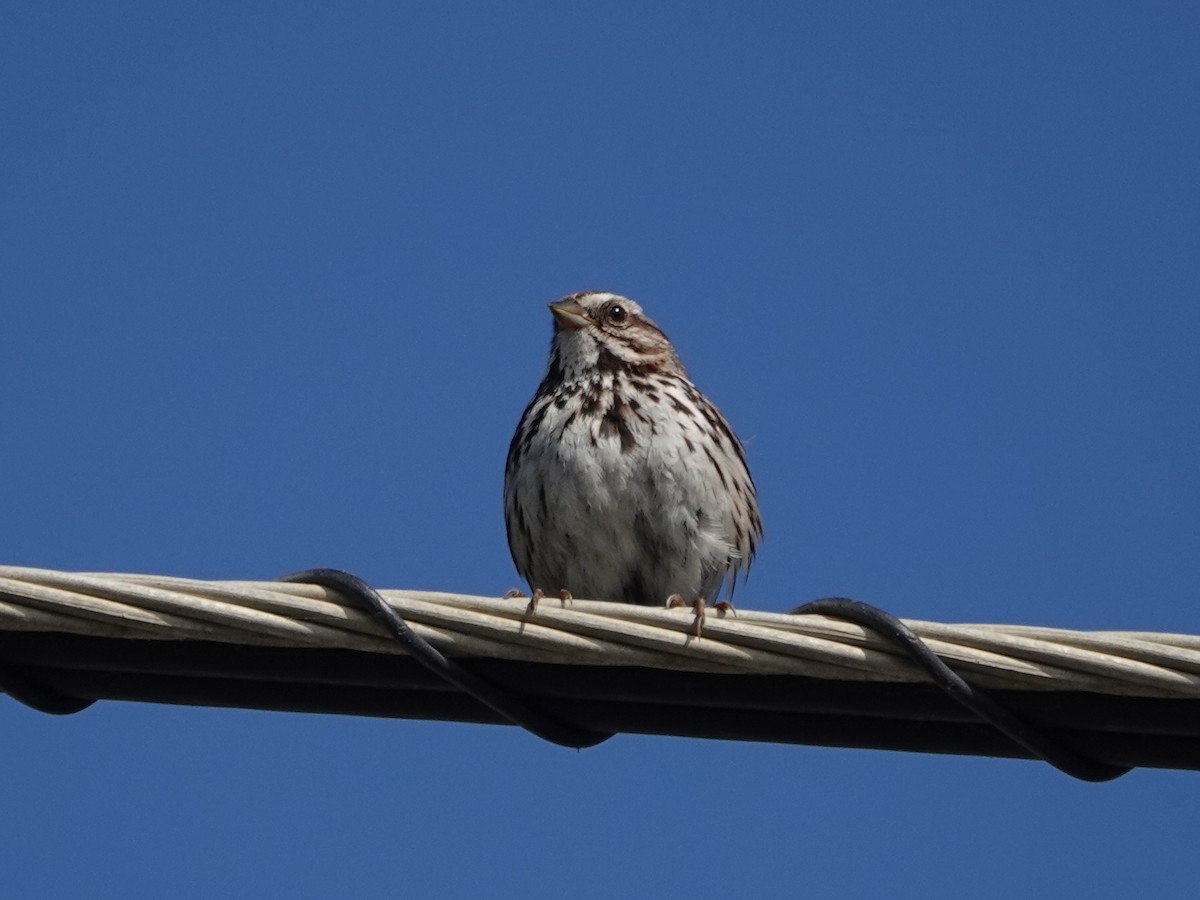 Song Sparrow - ML620708046