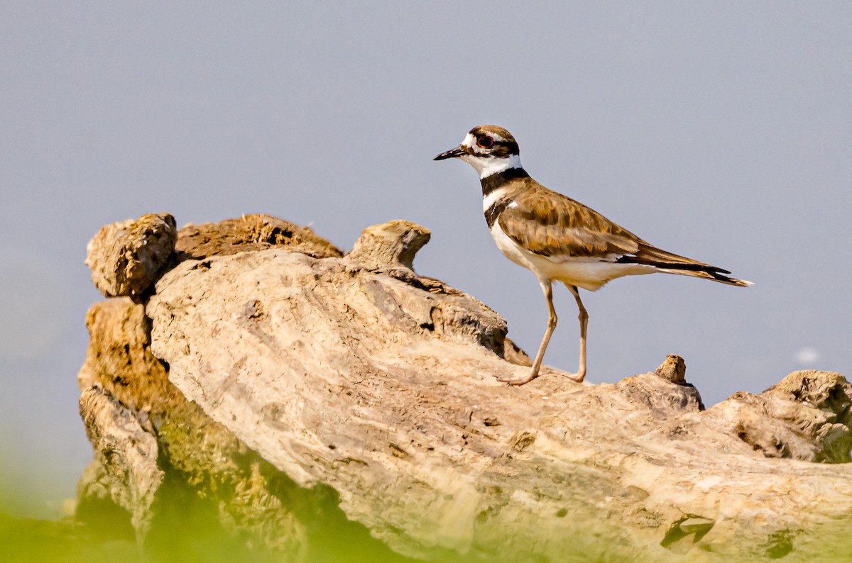 Killdeer - ML620708049